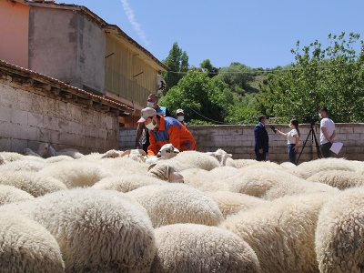 Isparta’da 12 bin 600 pırıt koyunu yetiştiriliyor