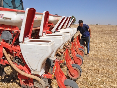 Mardin’de ikinci ürün olan mısır tarlalarda