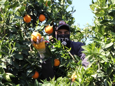 Serik’te Valensiya portakalının hasadına başlandı