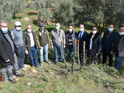 Aydın’da 12 bin ahlat ağacı aşılanacak