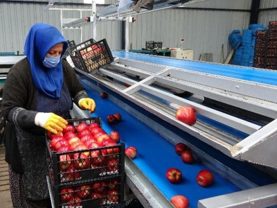 Isparta’da elma ihracatı 60 bin ton oldu