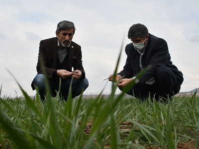 Sivas'ta bahar yağışları çiftçiye can suyu oldu