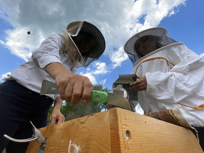 Yığılca arısı ırkı tescille korunuyor