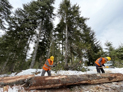 Orman işçilerinin zorlu kış mesaisi sürüyor