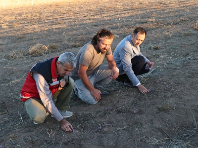 Yozgat’ta deneme için ekilen safranda hasat başladı