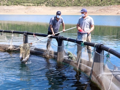 Çekerek Barajı'nda balıkçılık çiftçilerin geçim kaynağı oldu
