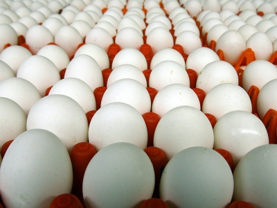 Irak’a yumurtalar Afyonkarahisar’dan gidiyor