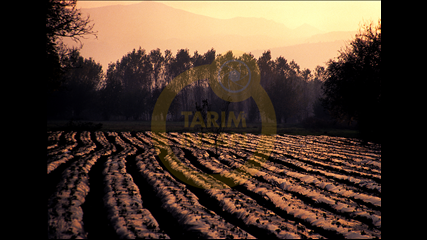 Abit Kullebi - Çilek Tarlası