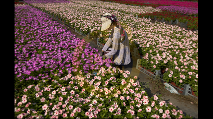 Adil Emektar - Ciçekçi Kız