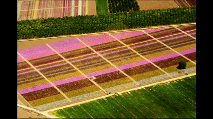 Ahmet Gül - Çiçek Tarlası