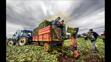 Alahattin Kanlıoğlu - 2