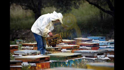 Alahattin Kanlioğlu - Ana Arı Üreticisi