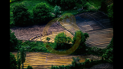 Ali İhsan Öztürk - Çeltik Tarlası