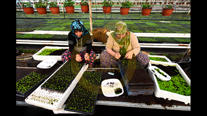 Arda Adnan Kalkan - Fidecilik