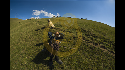 Arif Miletli - Çoban