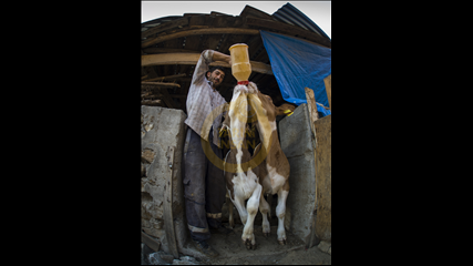 Arif Miletli - Emzirme