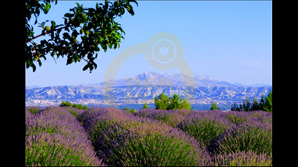 Aydil Sefa Aras - Lavanta Bahçeleri