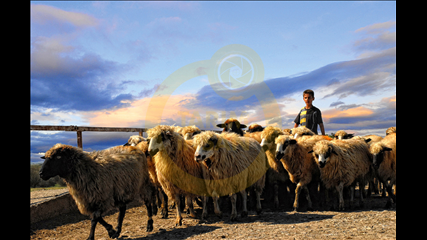 Barış Değirmencioğlu