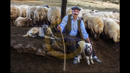 Bayram Ayhan - Çoban