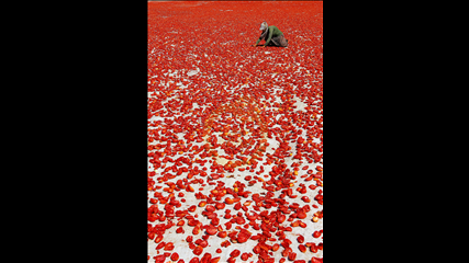 Berk Yildirim - Domates Kurutma