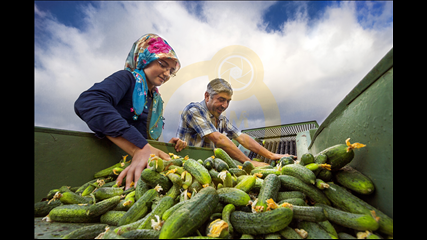 Burcu Emektar - Kornişoncu