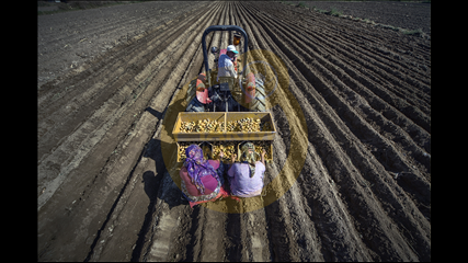 Caner Başer - Patates Tarlası