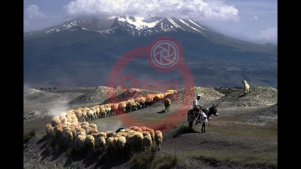 Celal GEZİCİ - Çoban2