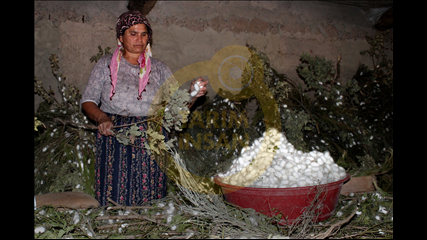 Cesur Köksal Özbahar