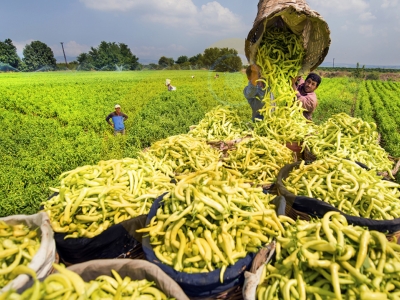8. Tarım ve İnsan Fotoğraf Yarışması
