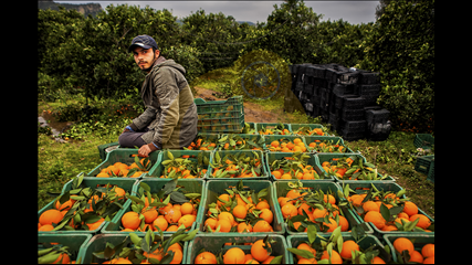 Ekrem Şahin - İşçi