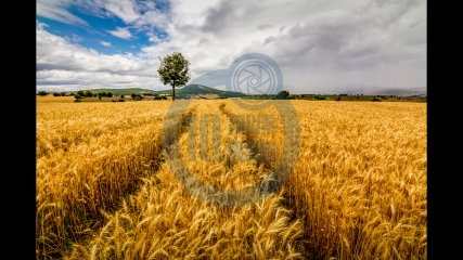 Ender PEKŞEN - Buğday