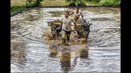Hakan Yaralı - Çeltik Ekimi