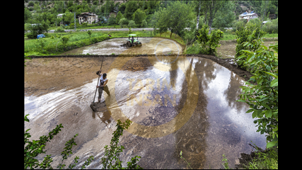 Hakan Yaralı - Çeltik Ekimi