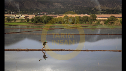 Hakan Yayla - Çeltik