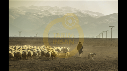 Hakan Yayla - Çoban