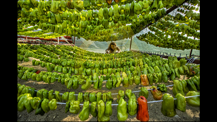 Hatice Akyol - Yeşil Biber