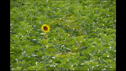 Hatice Toker - Tek Başına