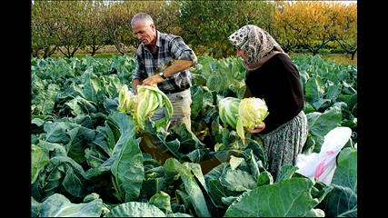Havva Tutak - Karnıbahar