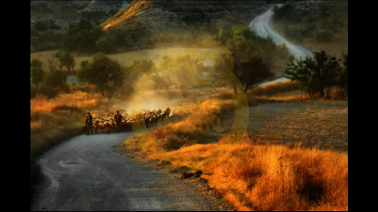 Hikmet Cabar Yavuzak - Sürü