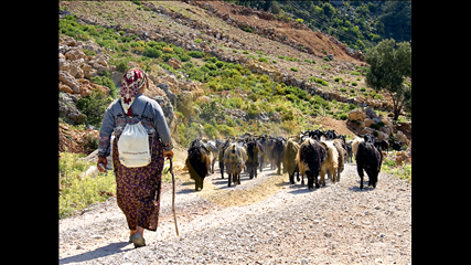 İ. Gültekin Alkurt