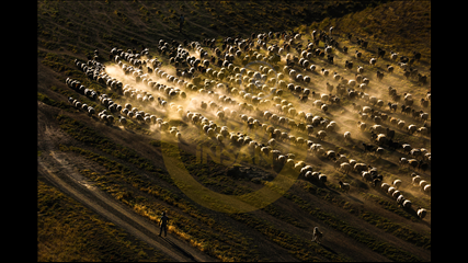 İbrahim Aysündü - Sürü