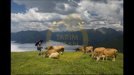 Muhammet Ceylan - İstanbul