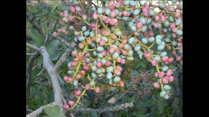 Nuray Sanaç Bunakli - Cedene
