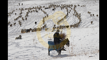 Orhan Tanhan - Kış Ve Çoban