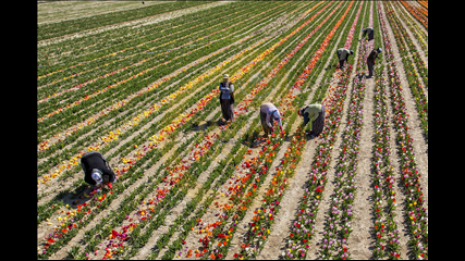 Özgün Atila - Lale Tarlası