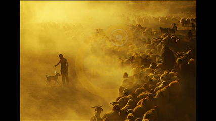 Özkan Olcay - Küçük Çoban