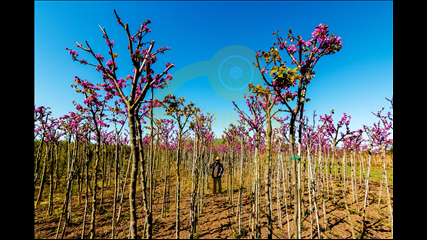 Özlem Koç - Fidanlık
