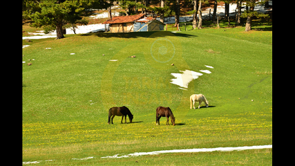 Resul Gümüş - Yaylanım