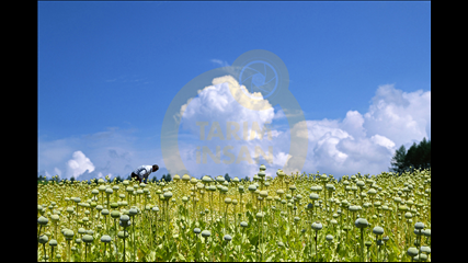 Zeki Doğan Şenyıldırım