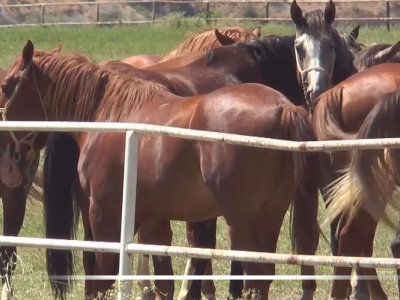 Atlarla ilgili yönetmelikte değişiklik